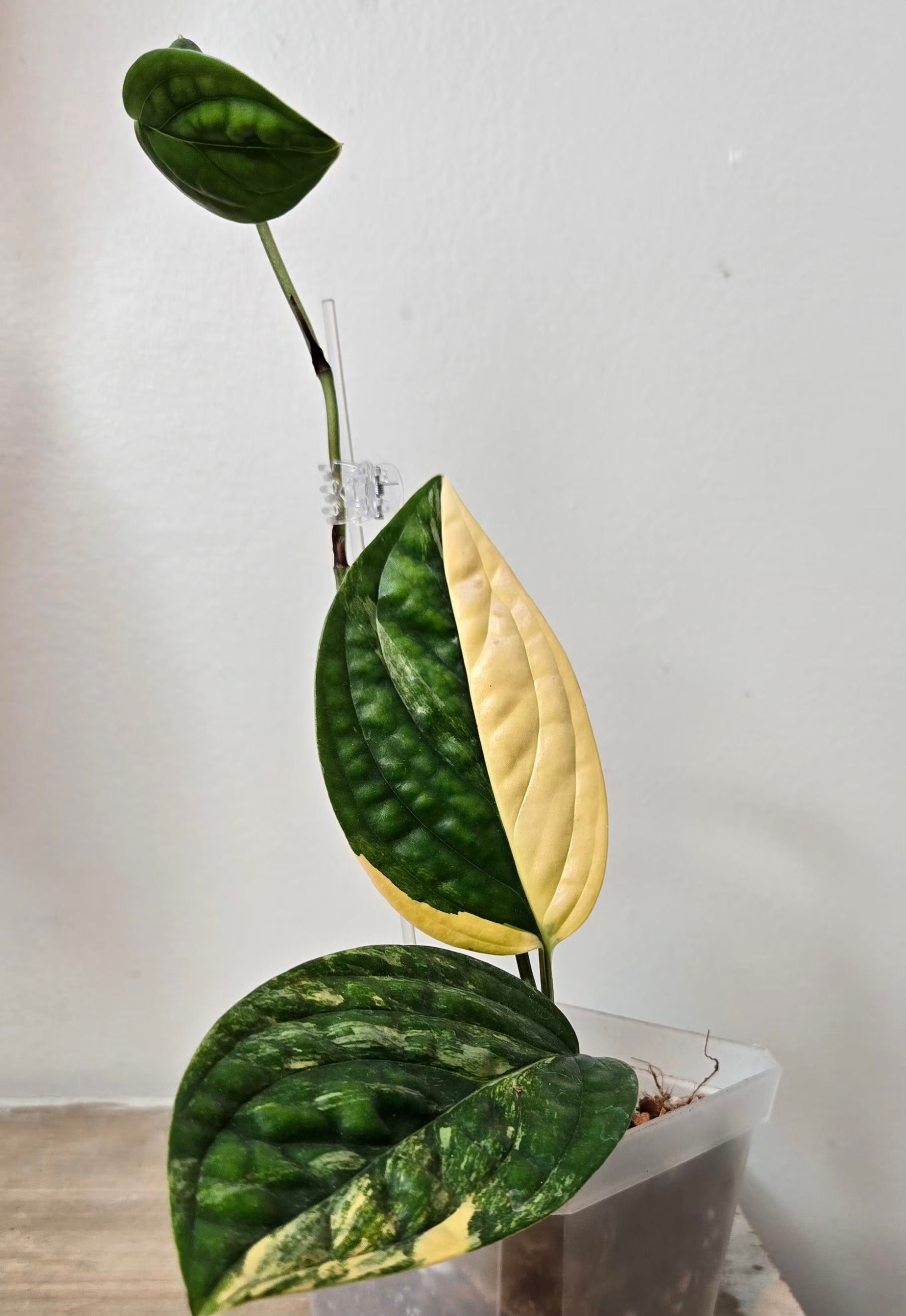 variegated monstera peru Monstera Variegated Peru