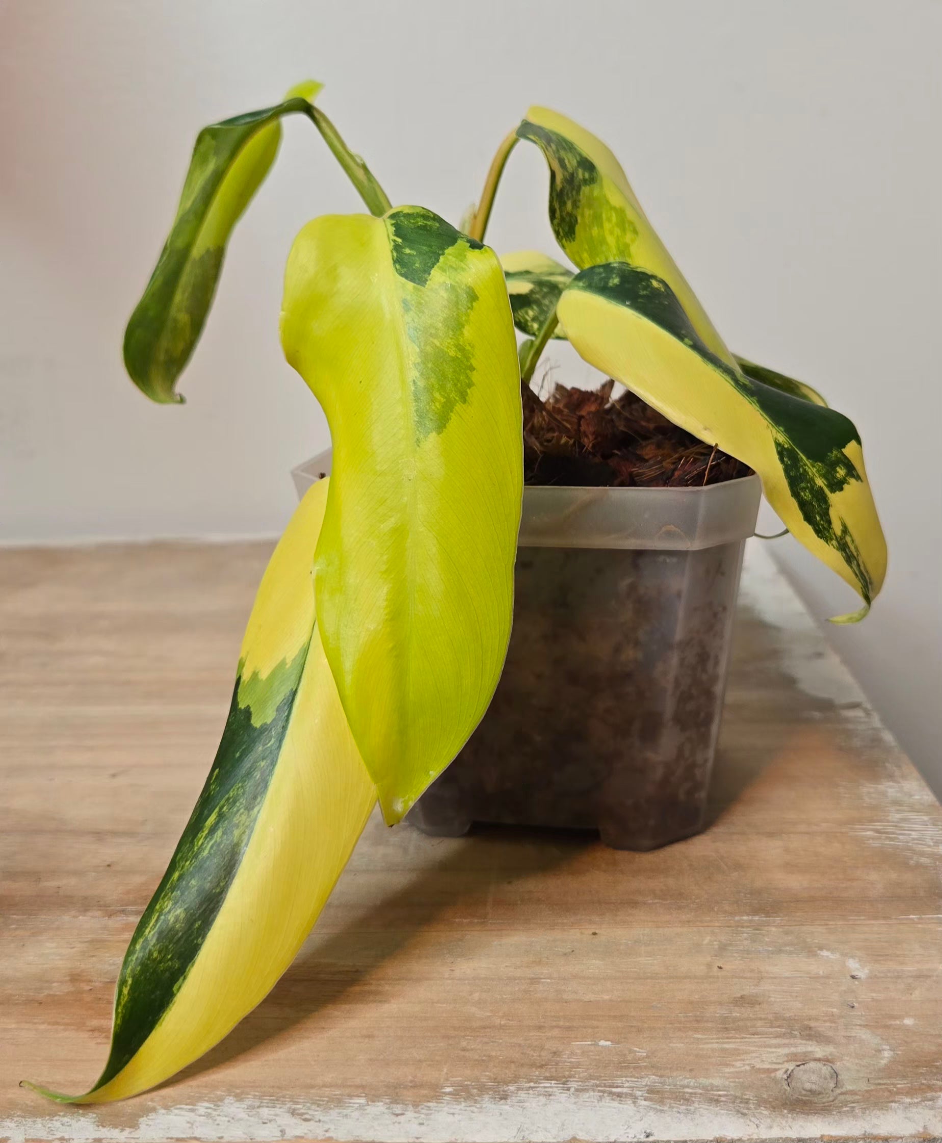 variegated philodendron vine Philodendron Variegated Domesticum