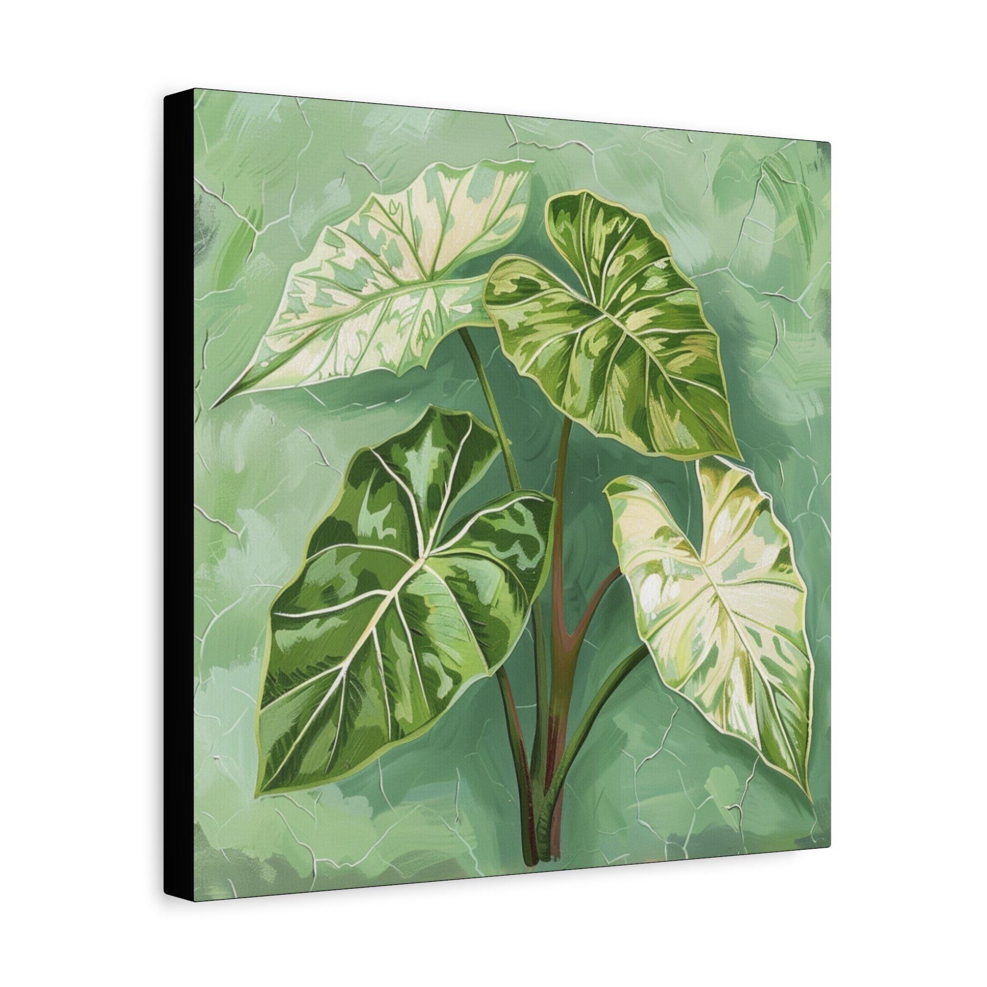 Alocasia Mint Canvas Print