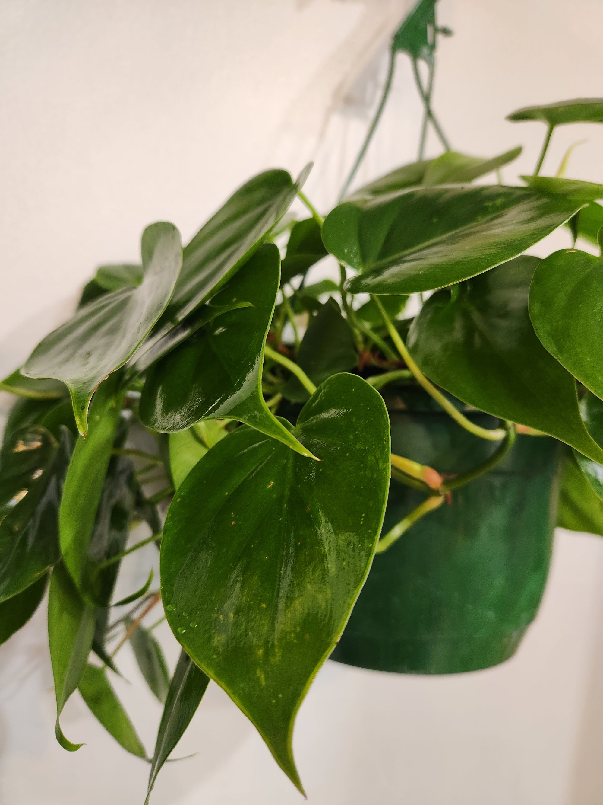 8" Philodendron Cordatum Heartleaf HB