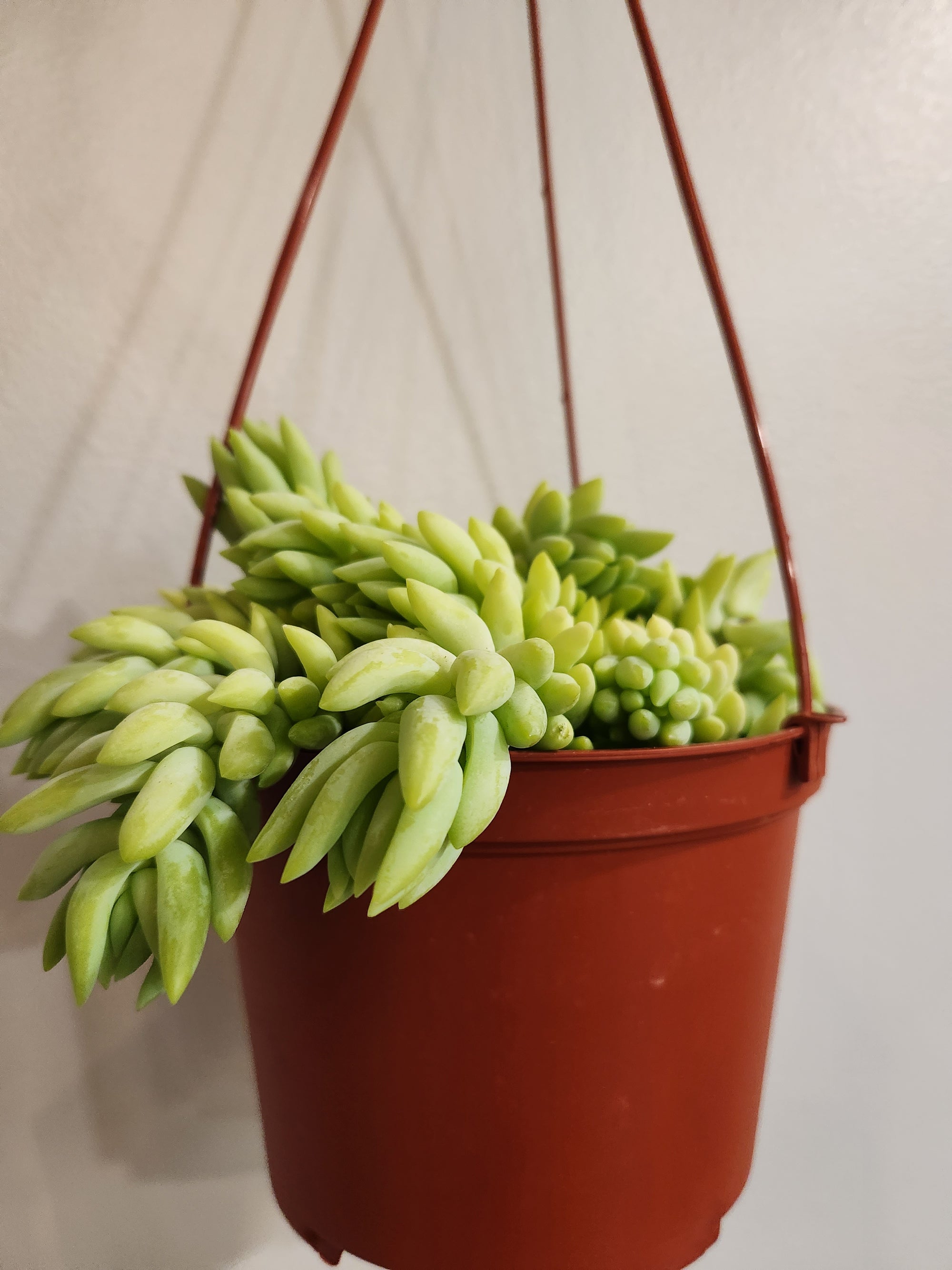 Burro's Tail HB