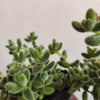 4" Pickle Plant Delosperma Echinatum
