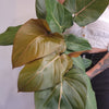 8" Philodendron Summer Glory