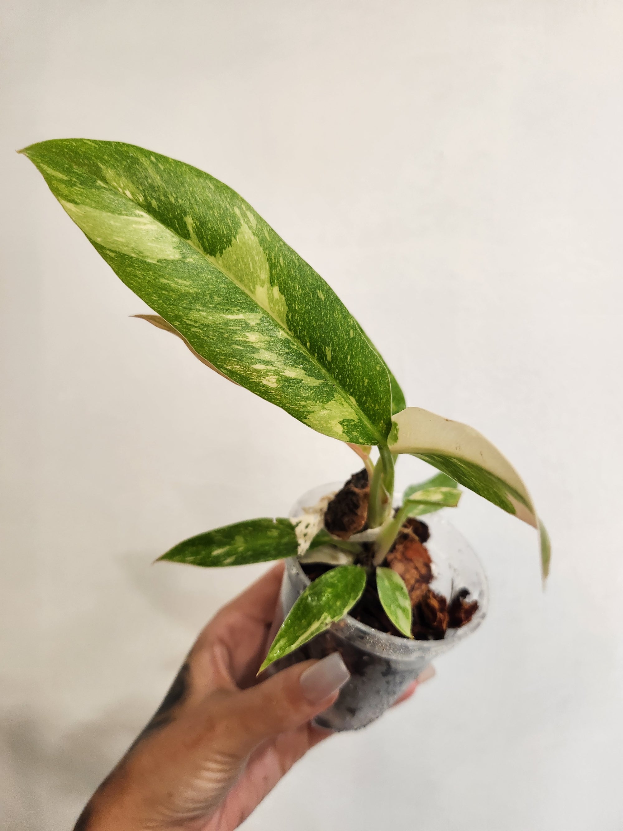 3" Philodendron Ring of Fire Starter