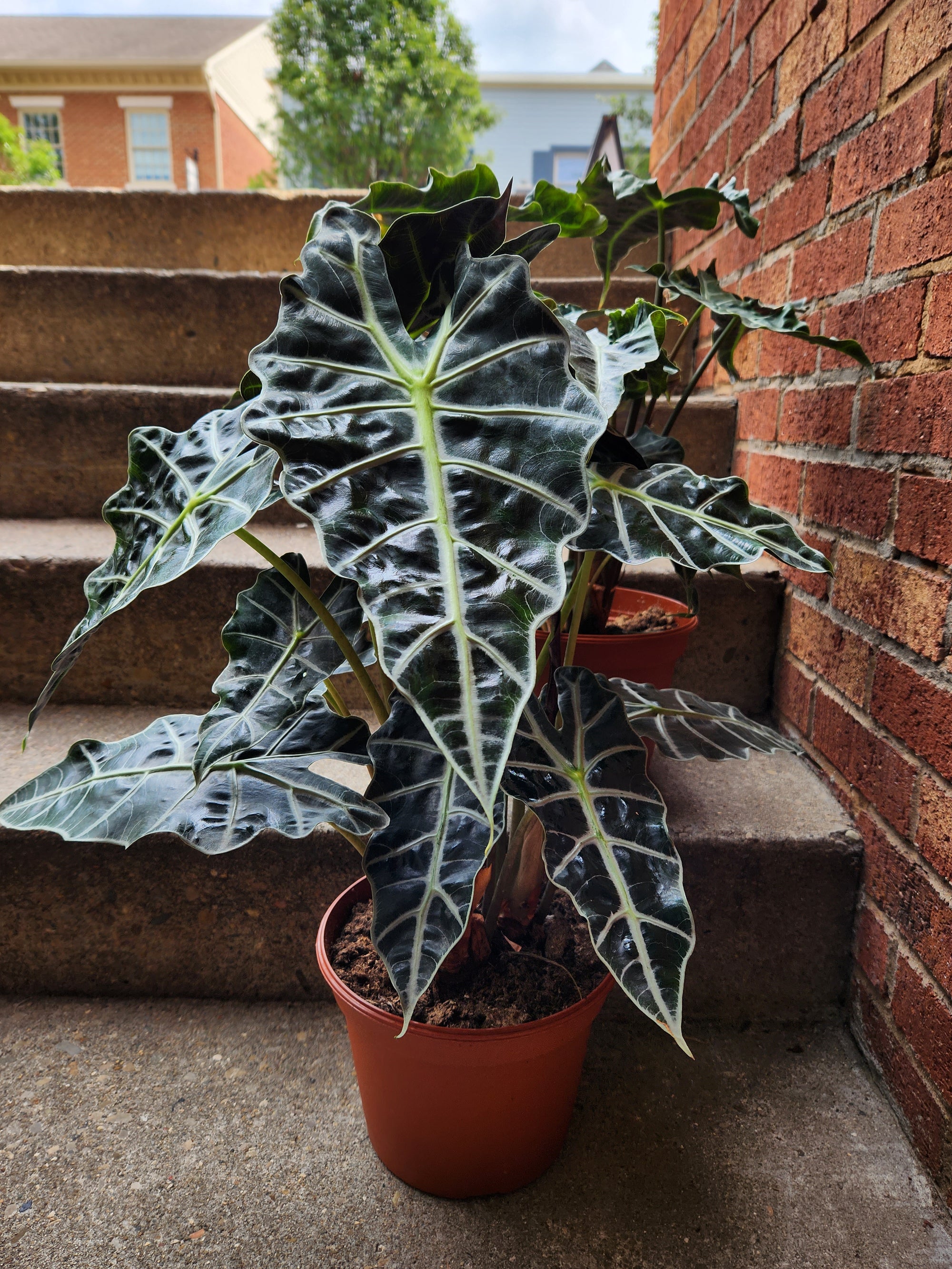 6" Alocasia African Mask Polly