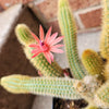 Cleistocactus Winteri 'Golden Rat Tail' Cactus
