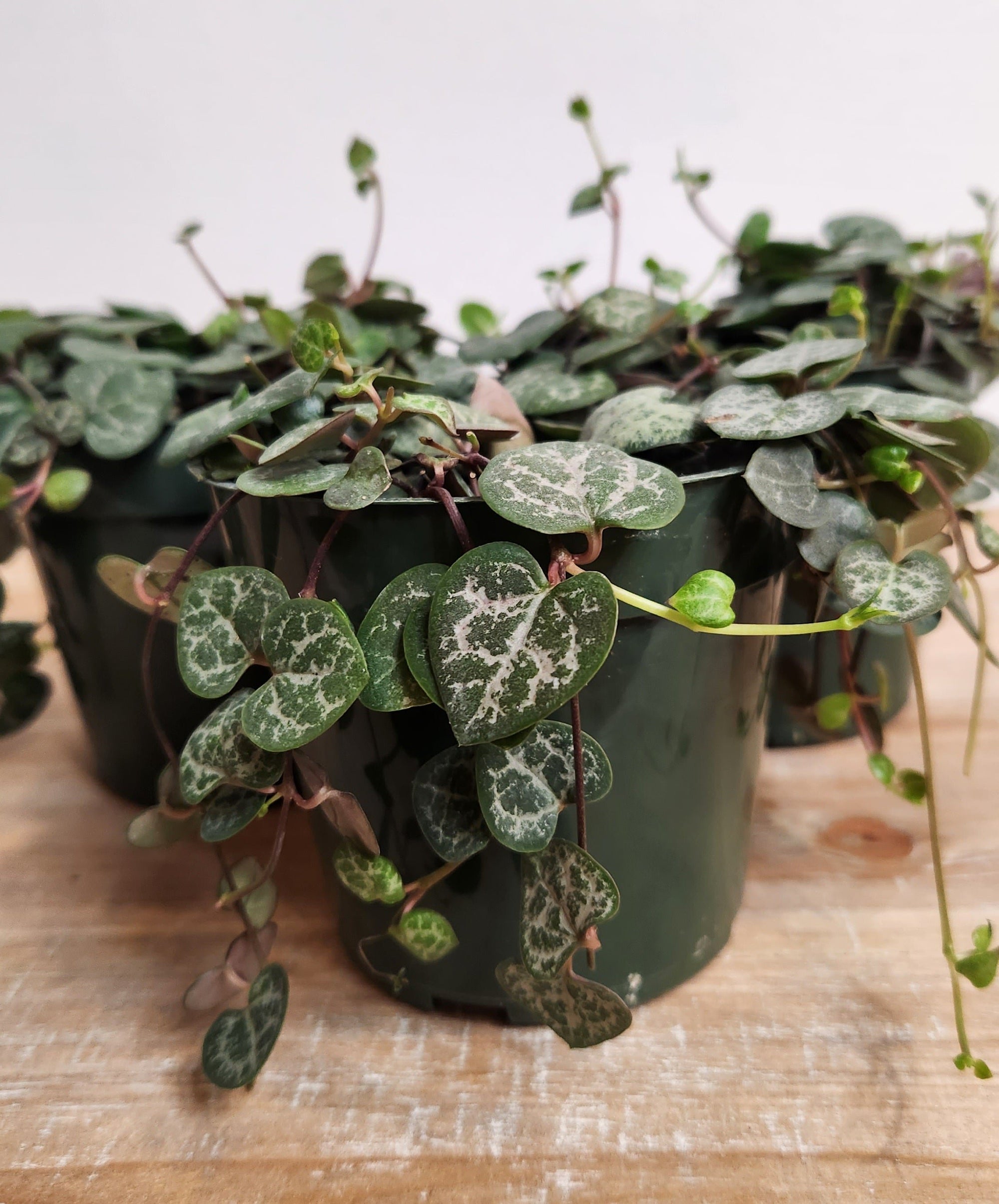 4.5" String of Hearts Ceropegia Woodii