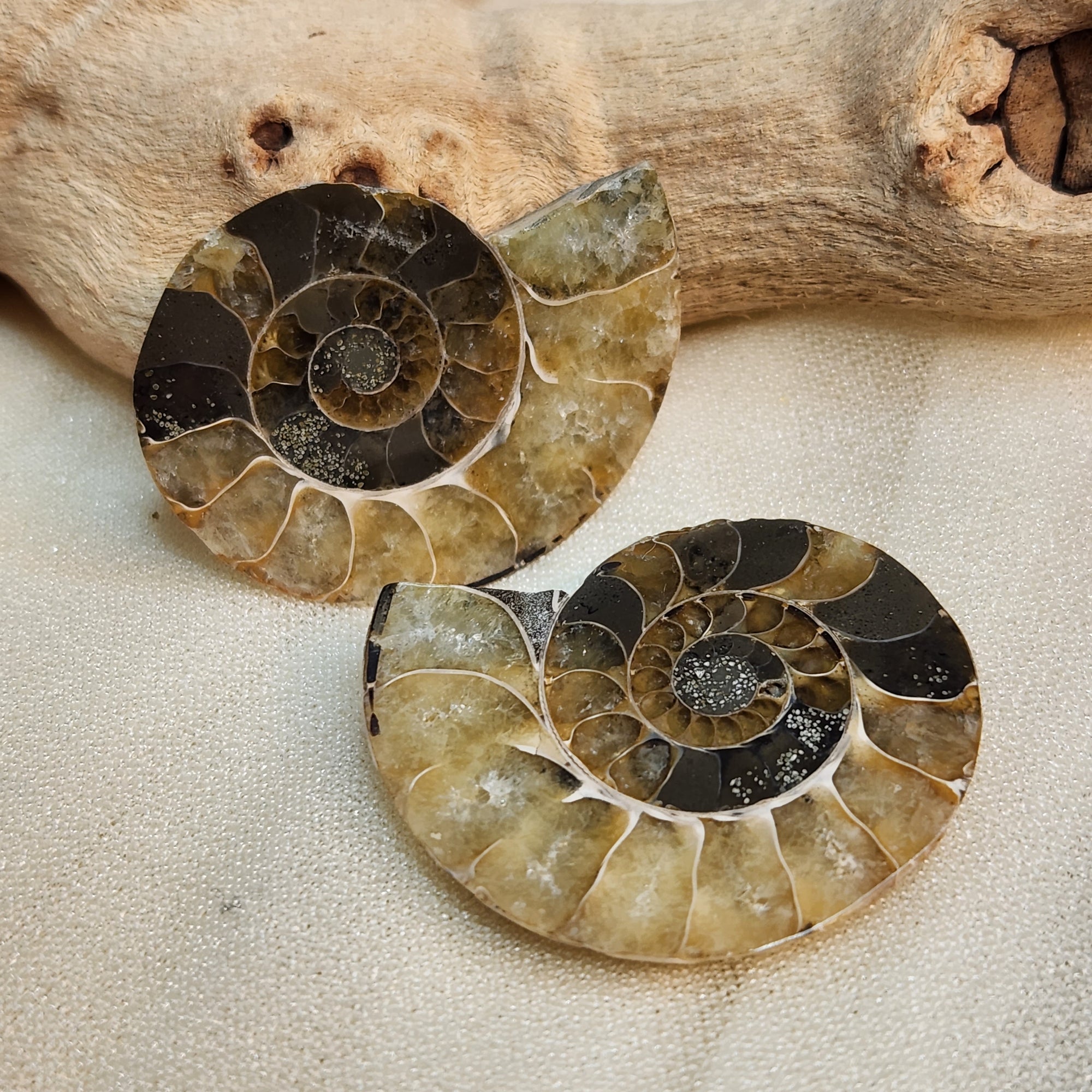 Fossil Ammonite #212