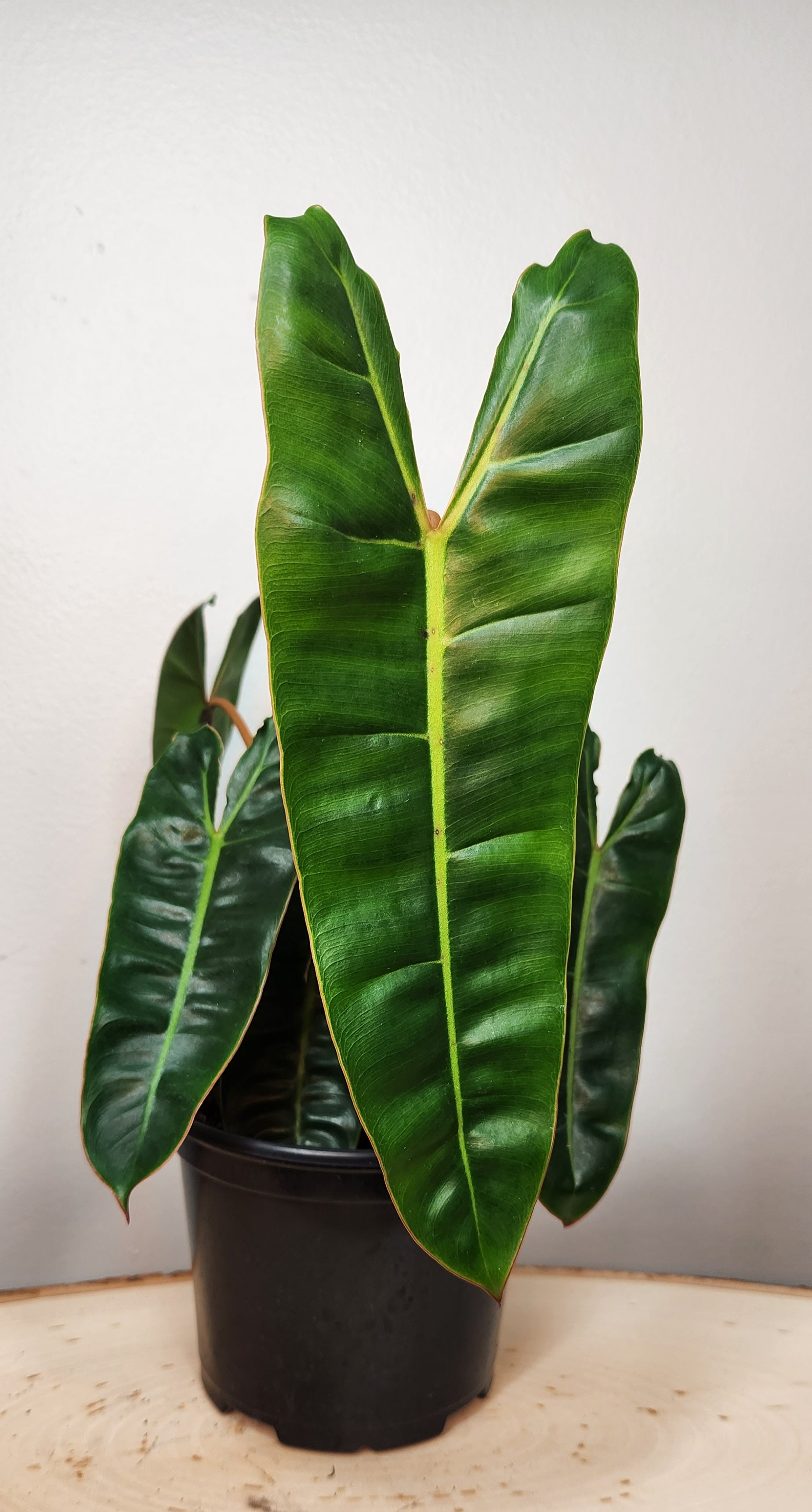 6" Philodendron Billietiae