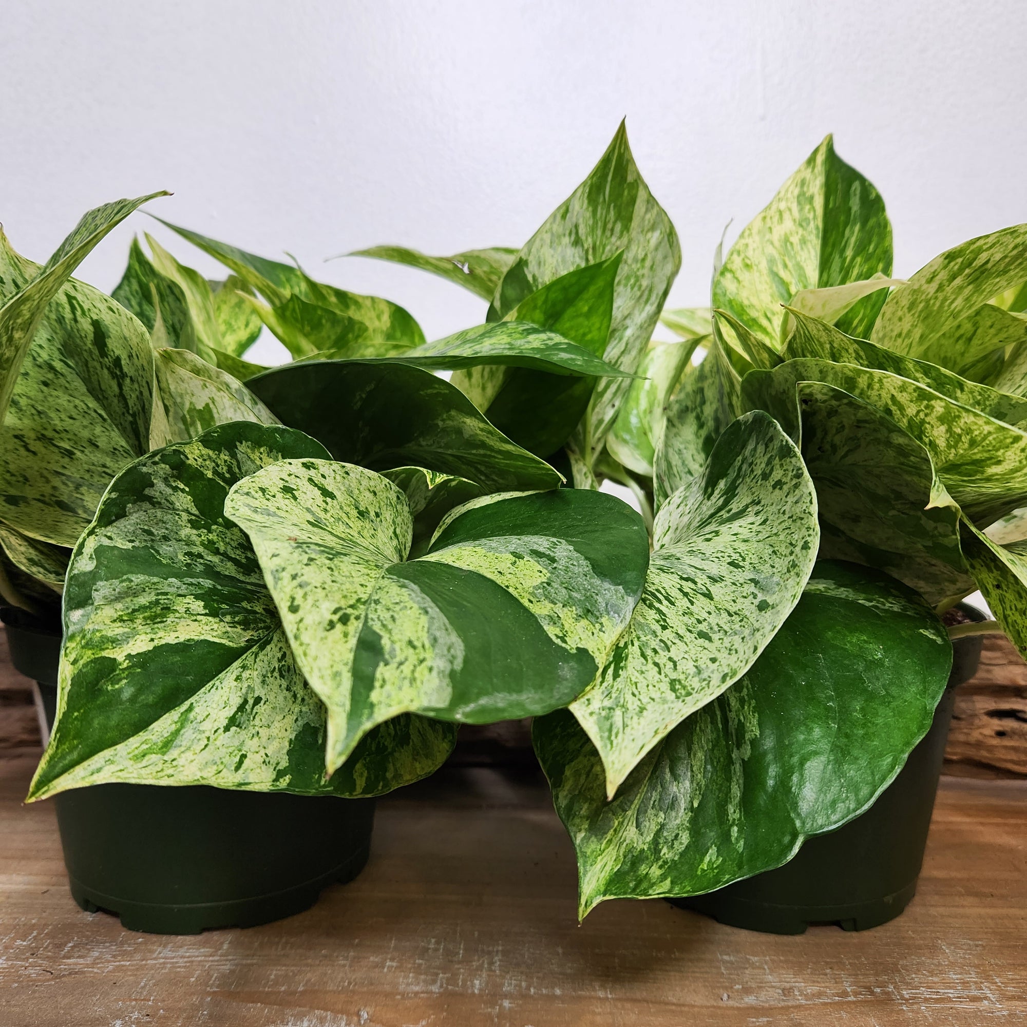 6" Marble Queen Pothos