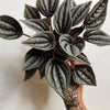 4” Peperomia Schumi Red