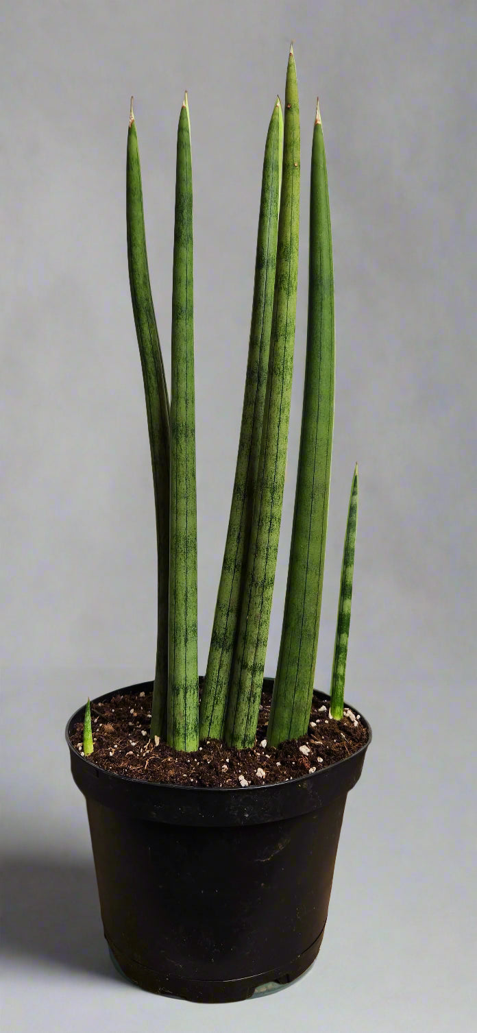 African Spear Plant (Dracaena angolensis) 9 6" Dracaena Angolensis African Spear