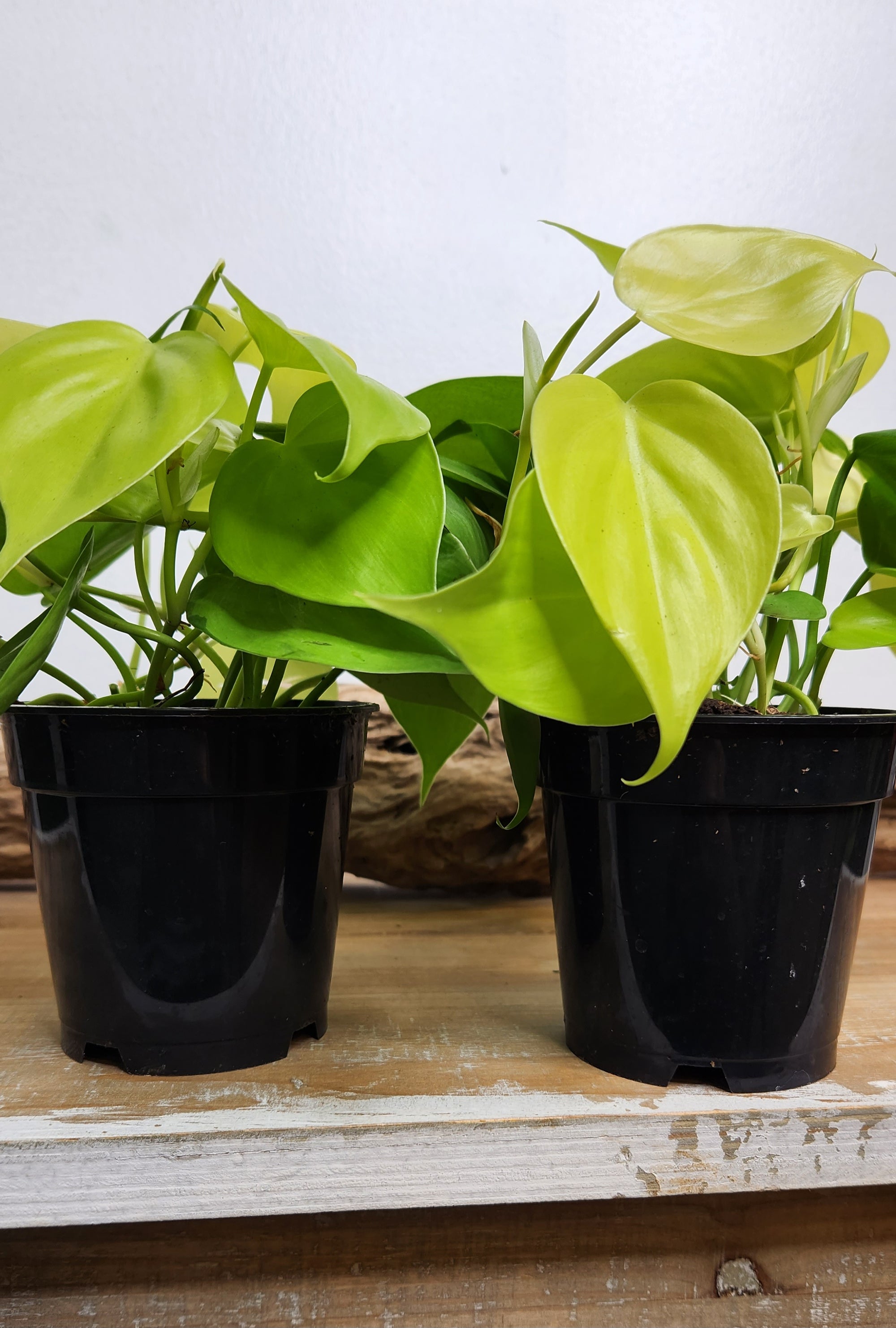4" Philodendron Hederaceum 'Lemon Lime'