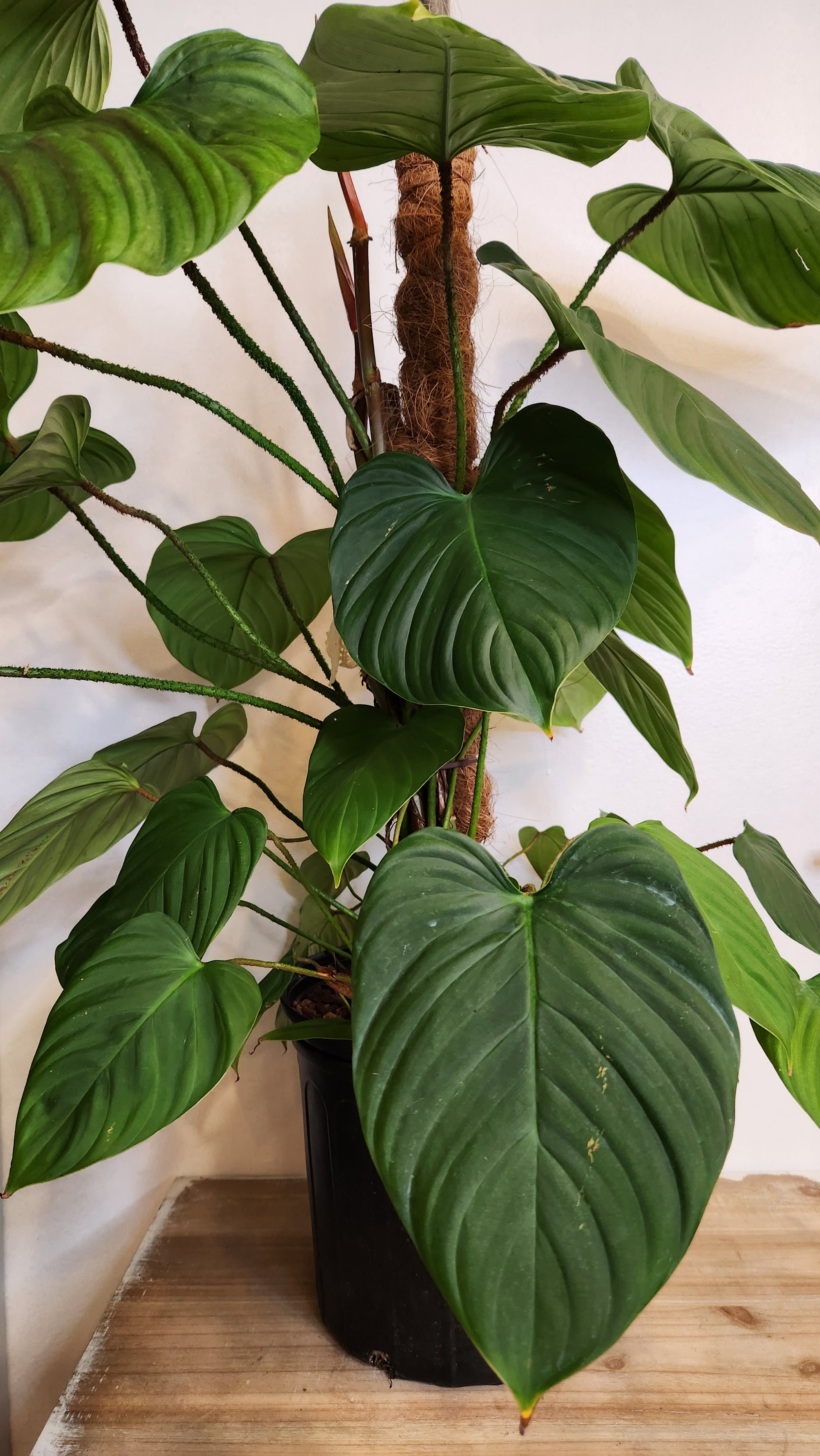10" Philodendron Fuzzy Petiole