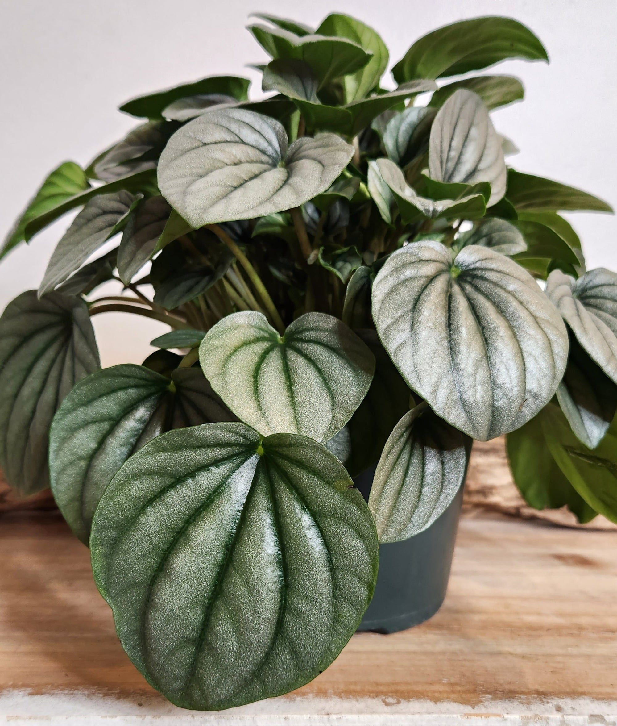 6" Peperomia Caperata  Frost