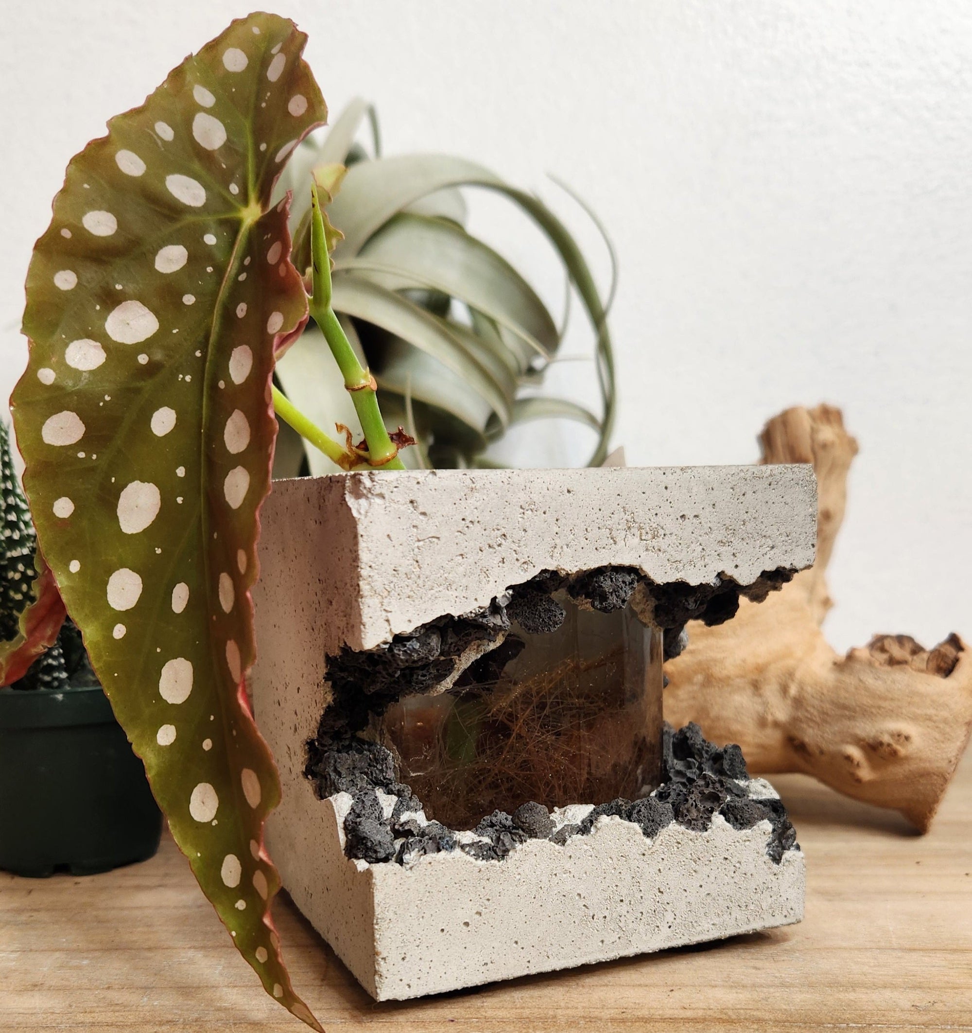 Lacuna Propagation Jar #718