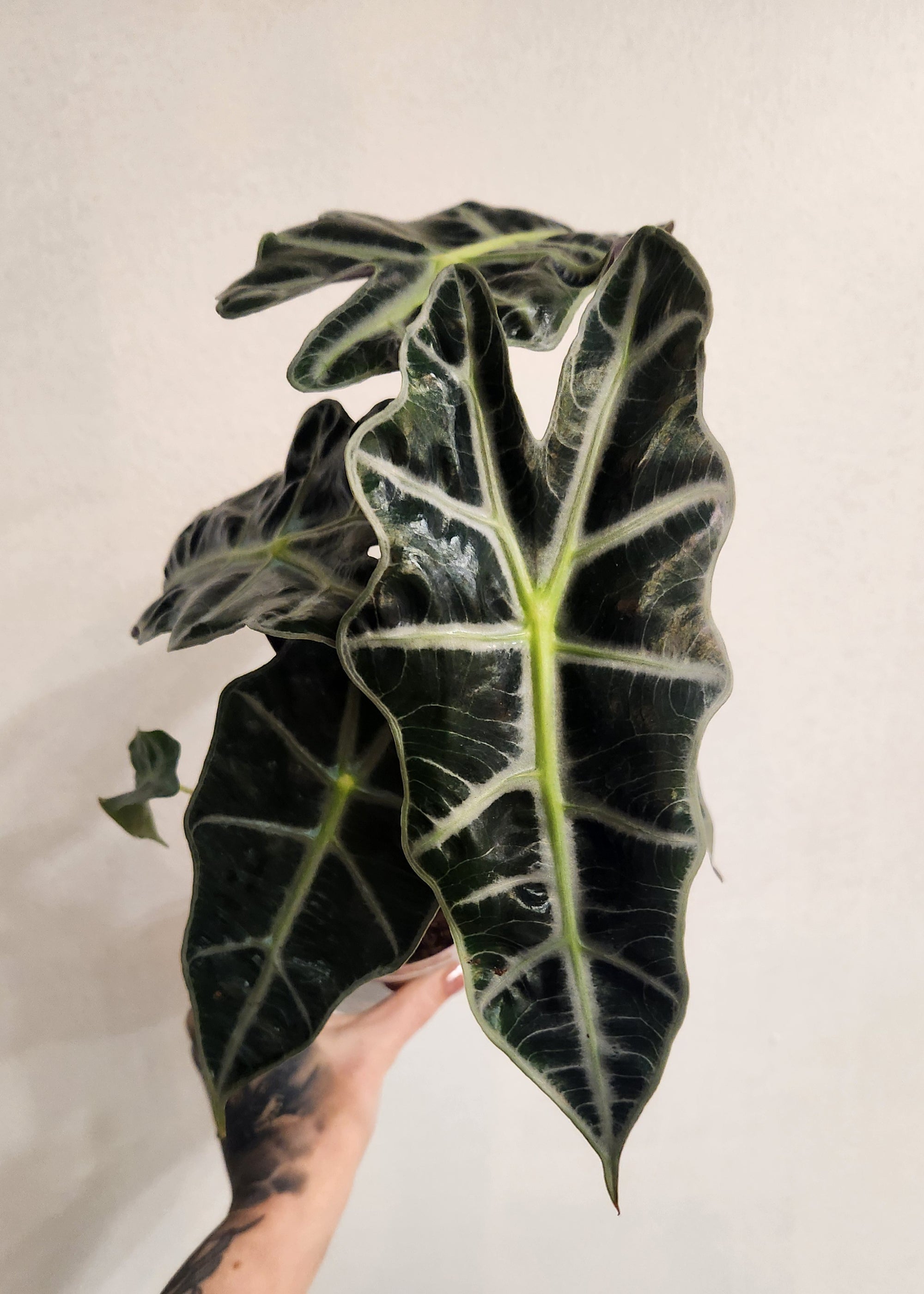 4" Alocasia African Mask Polly