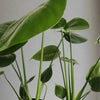 4” Monstera Deliciosa