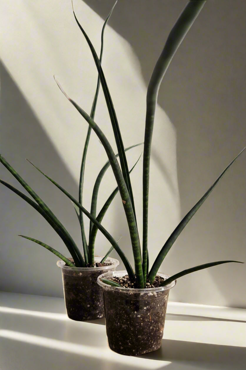 4" Sansevieria Fernwood Mikado
