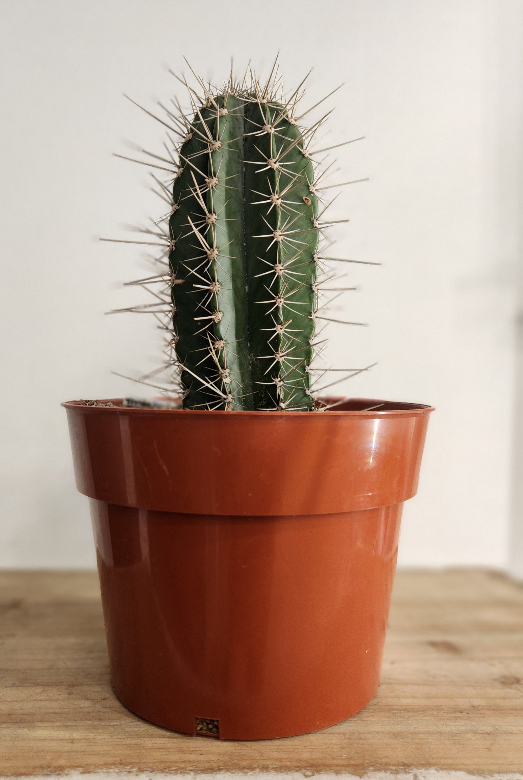 10" Toothpick Cactus