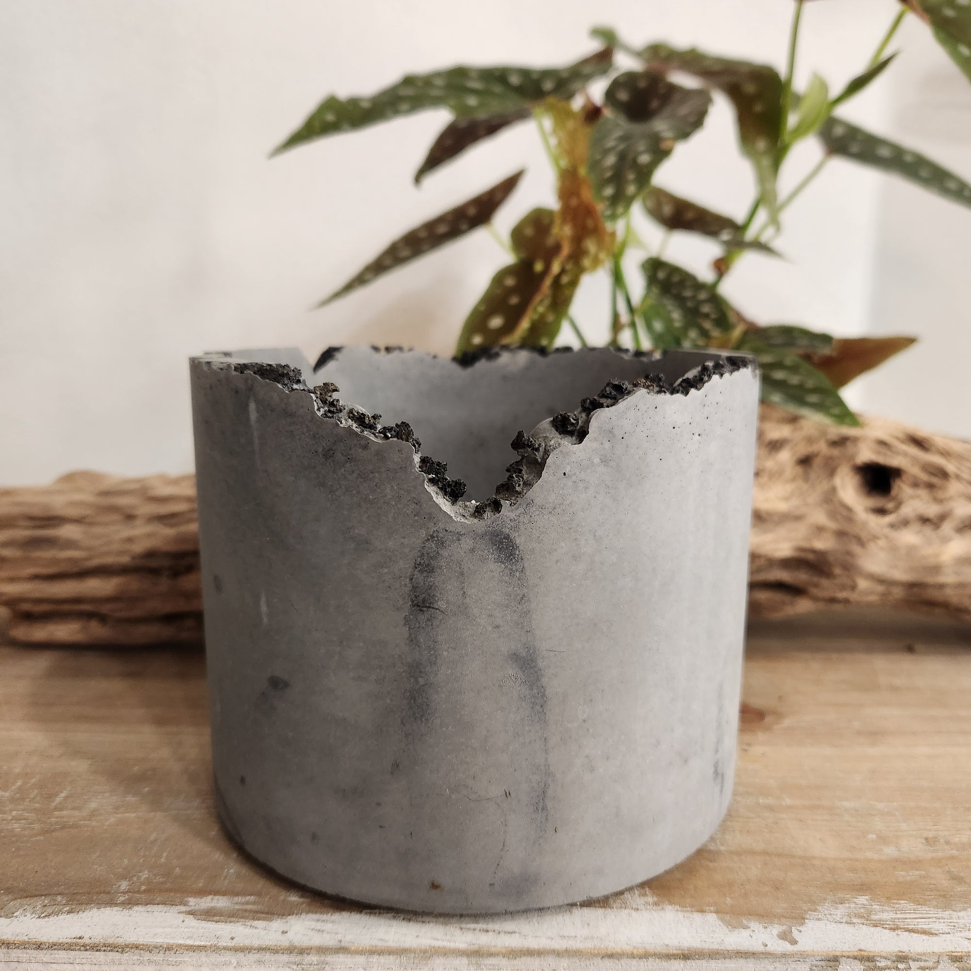 6" Lacuna Mortar Planter #15