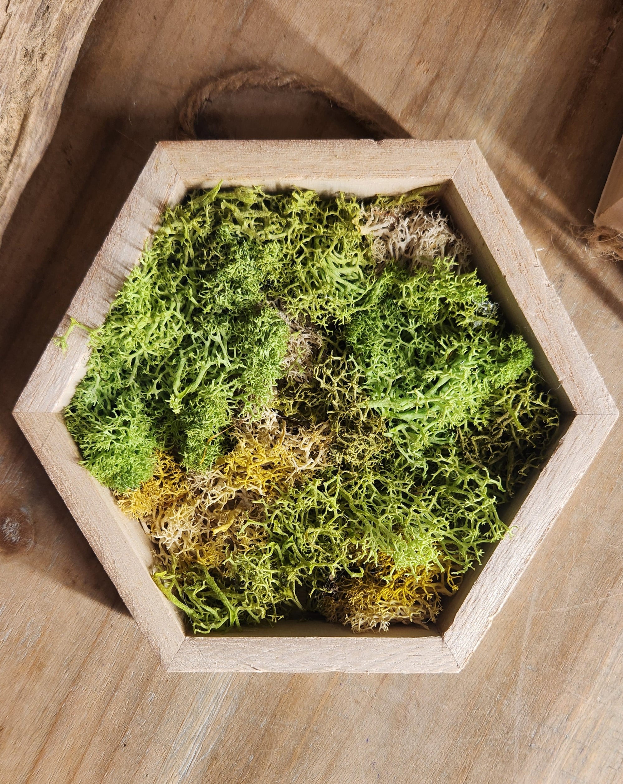 Light Green Mix Honeycomb Moss Decor