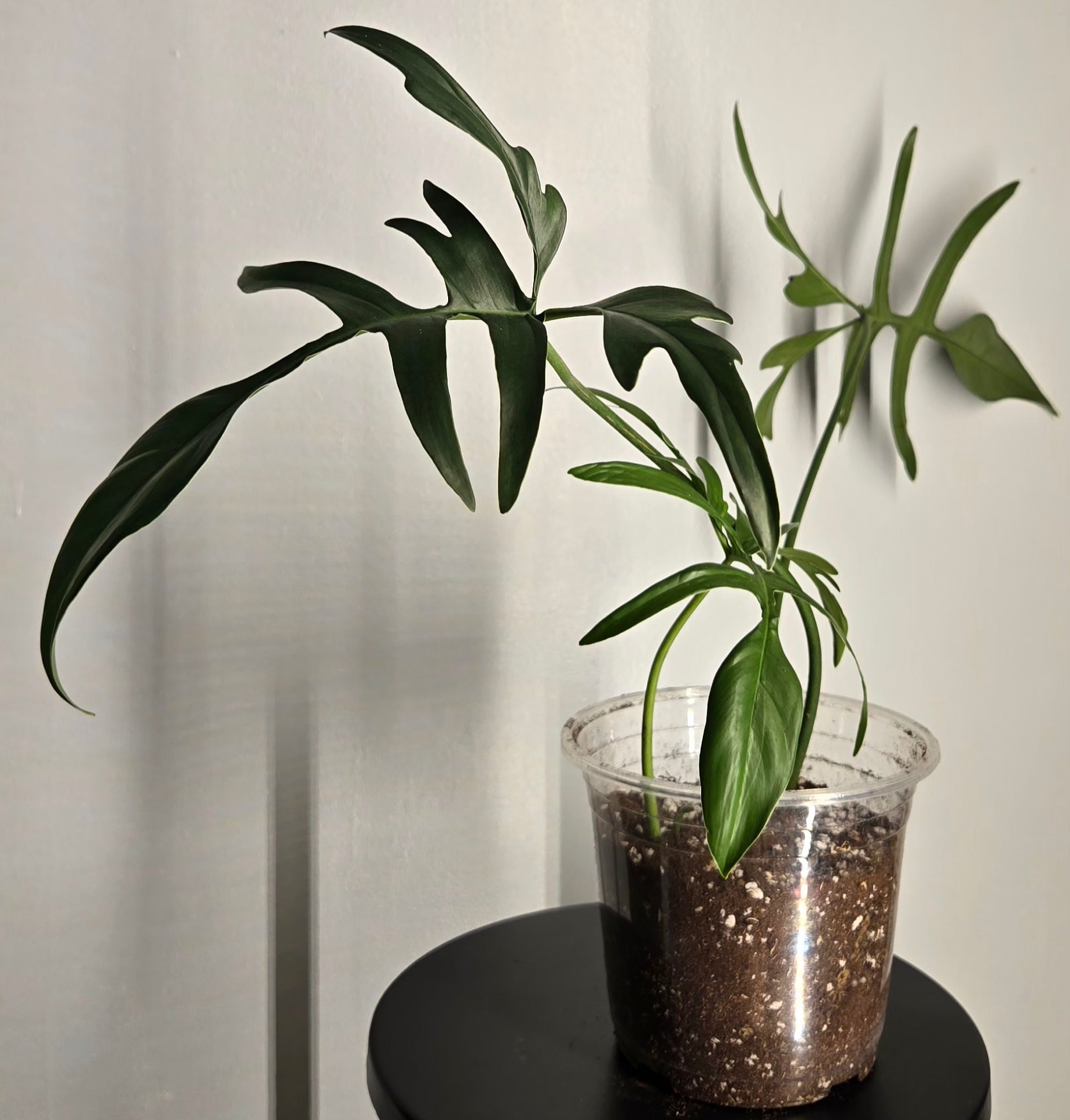 6" Philodendron Pedatum Glad Hands