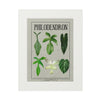 Philodendron Fine Art Prints 'Sheet 2'