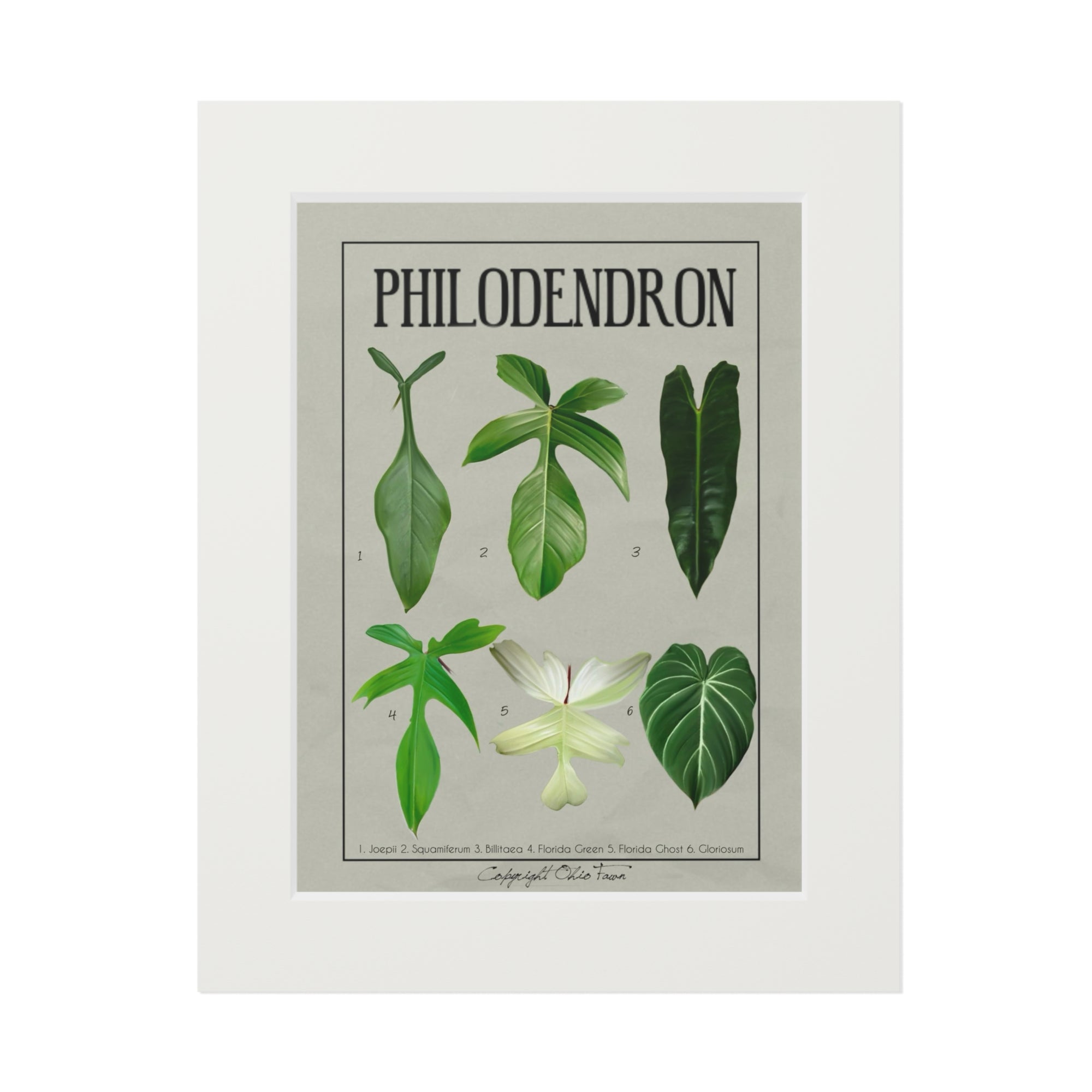 Philodendron Fine Art Prints 'Sheet 2'