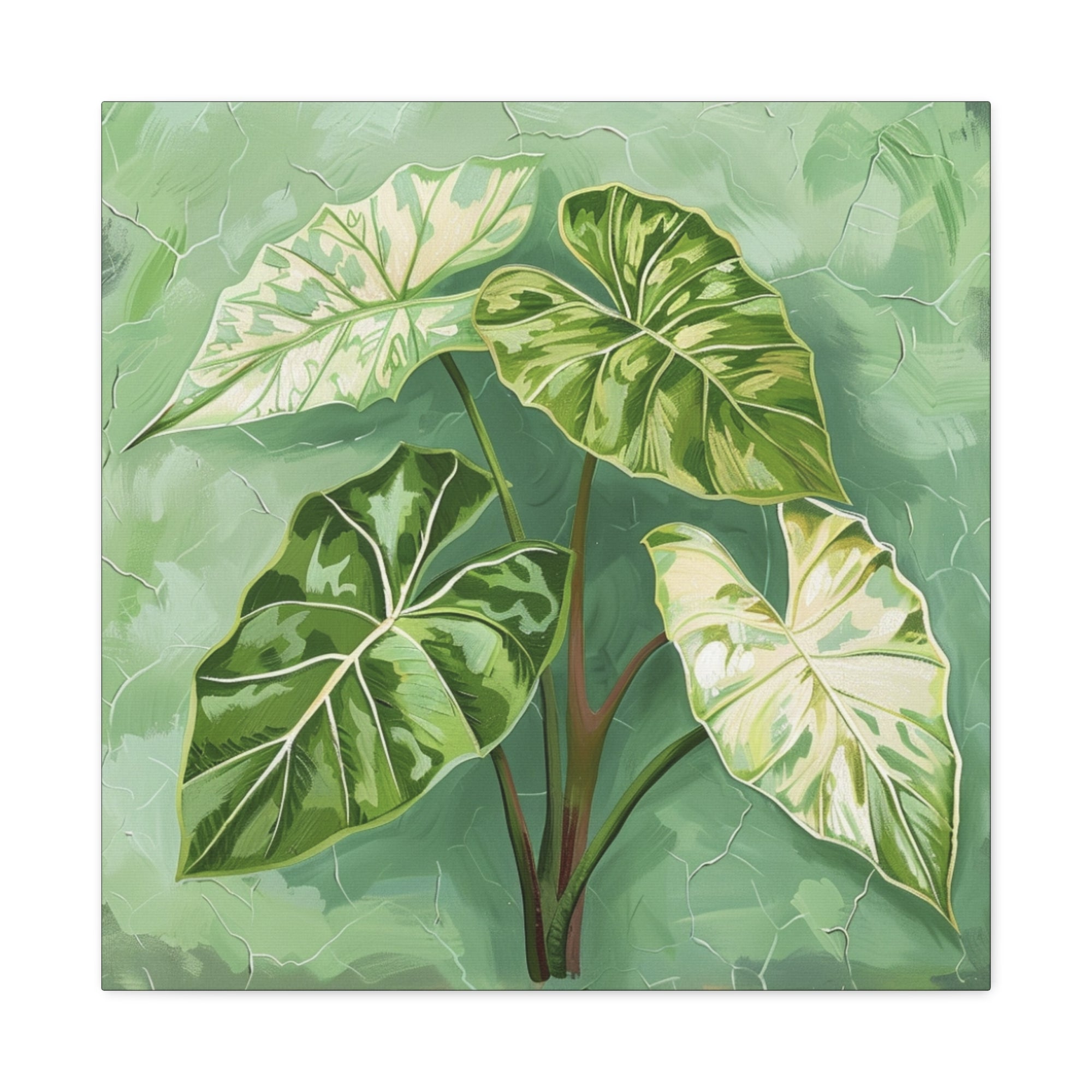 Alocasia Mint Canvas Print