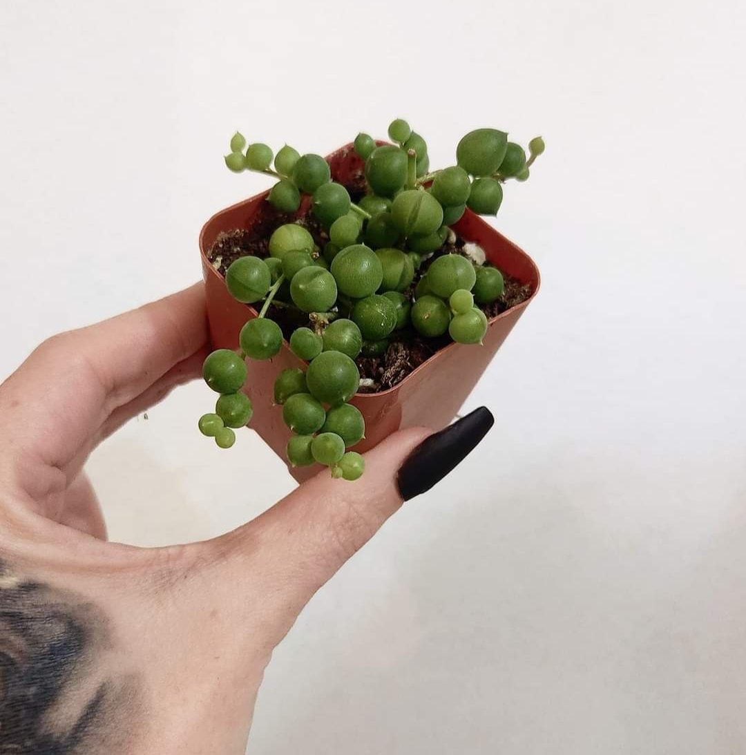 2" String of Pearls  Senecio Rowleyanus