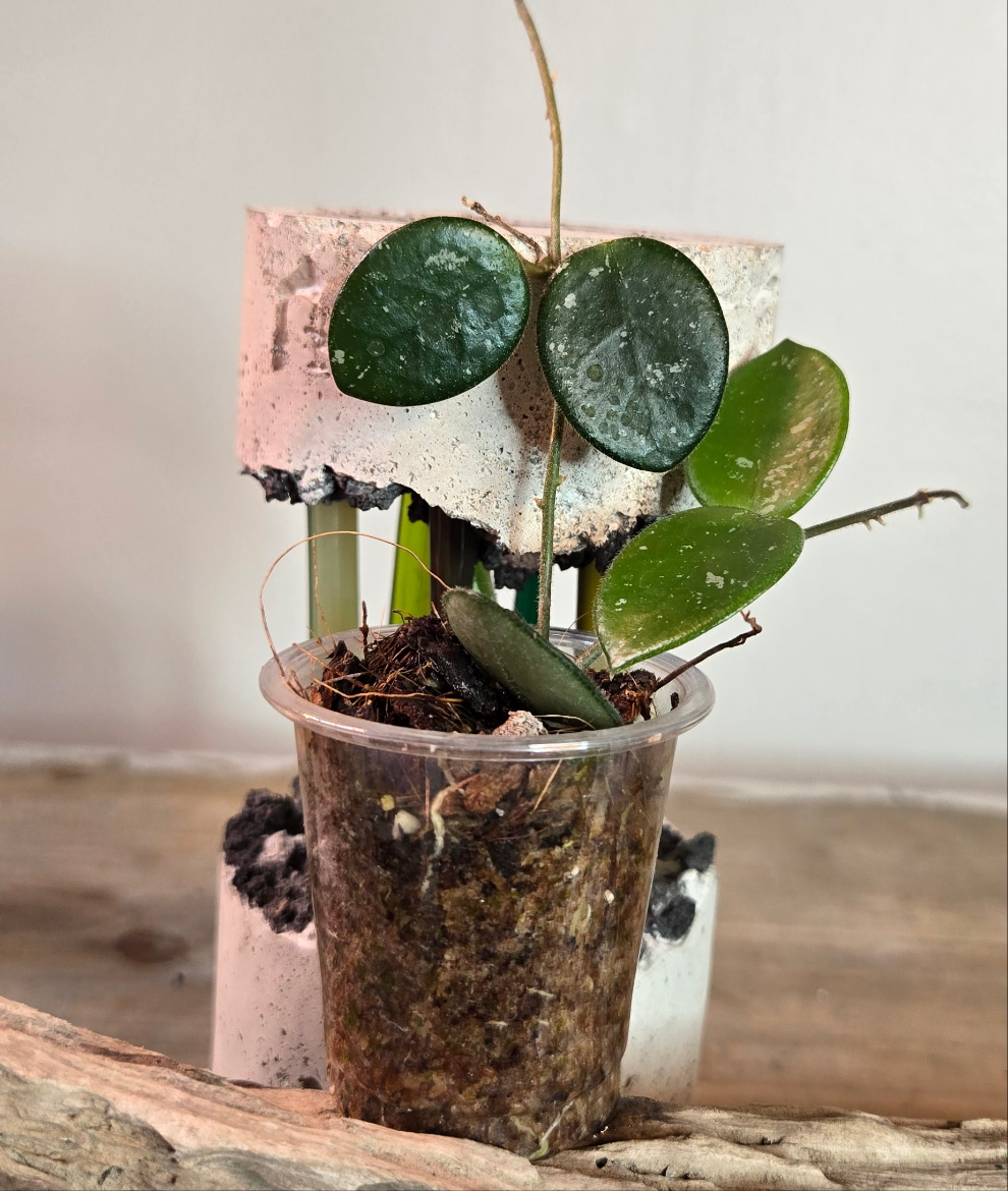 2" Hoya Mathilde