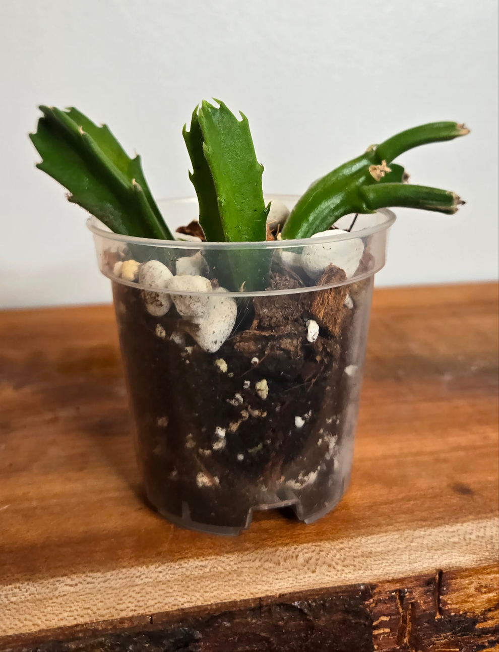 3" Stapelia Gigantea