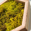 Lime Green Honeycomb Moss Decor