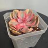 4" Echeveria Rainbow Variegated