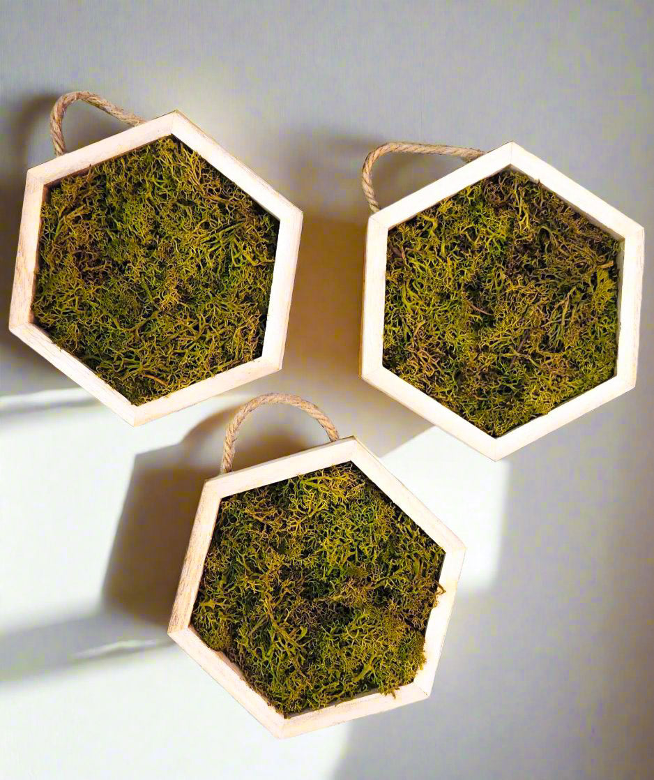 Medium Green Honeycomb Moss Decor