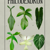 Philodendron Identification Art Sheet 2