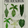 Philodendron Identification Art Sheet 2
