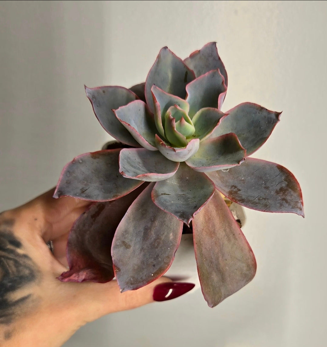 3" Echeveria Decora