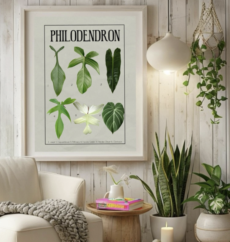 Philodendron Identification Art Sheet 2