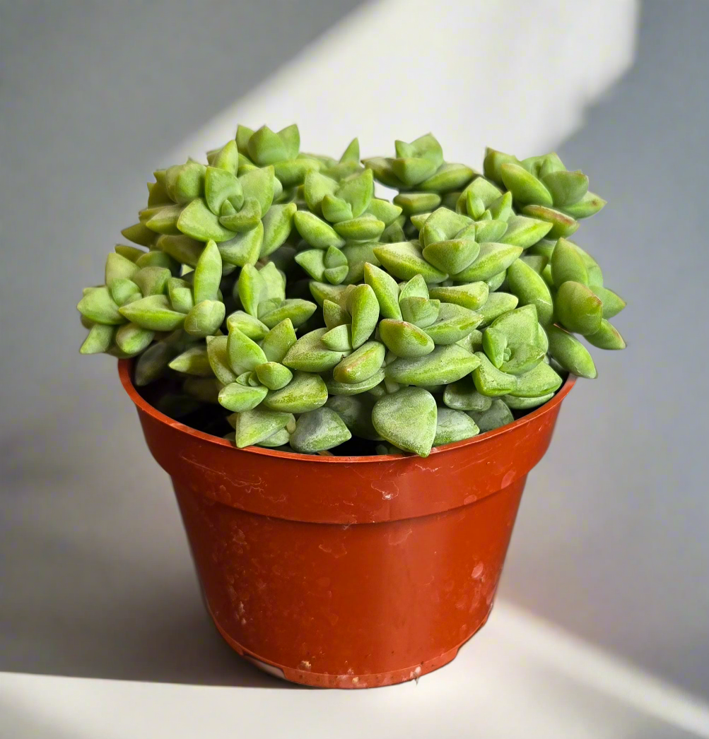 4" Crassula Rupestris