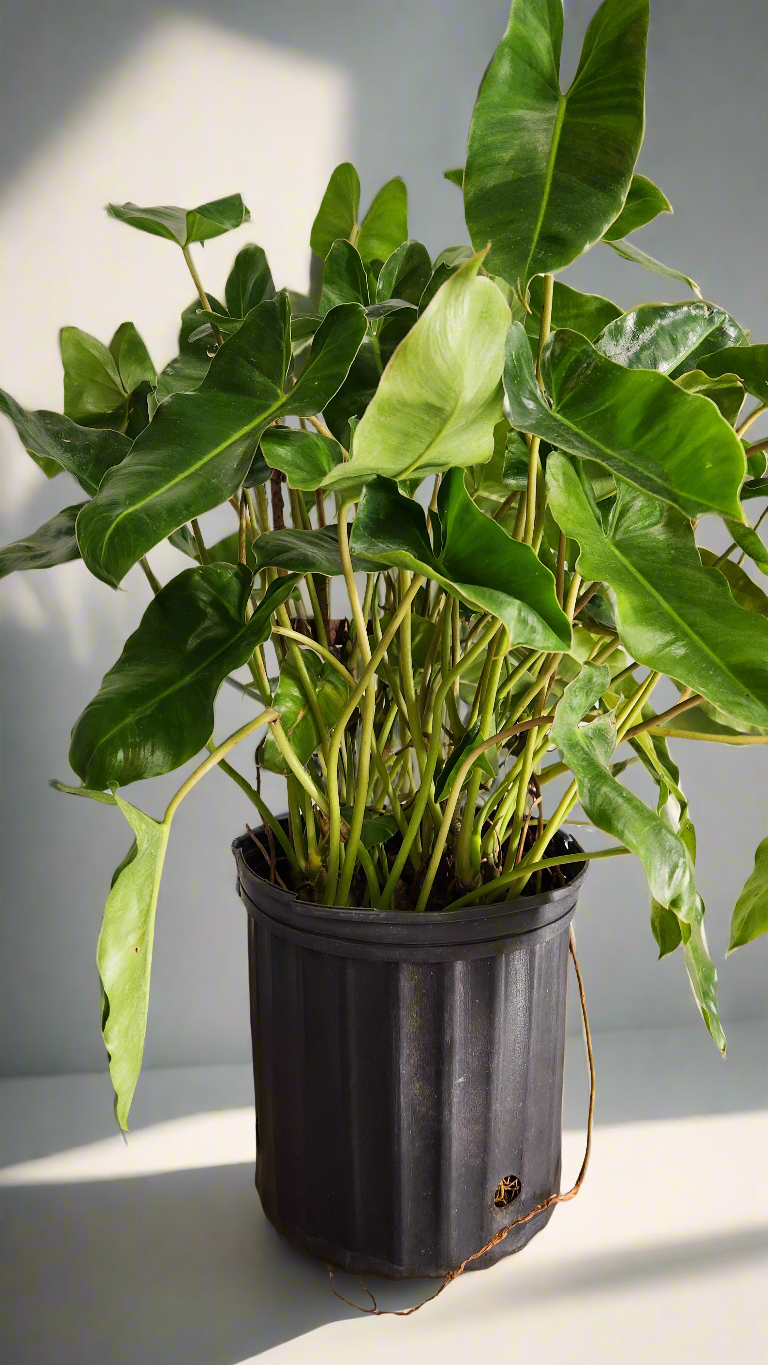 10" Philodendron Burle Marx