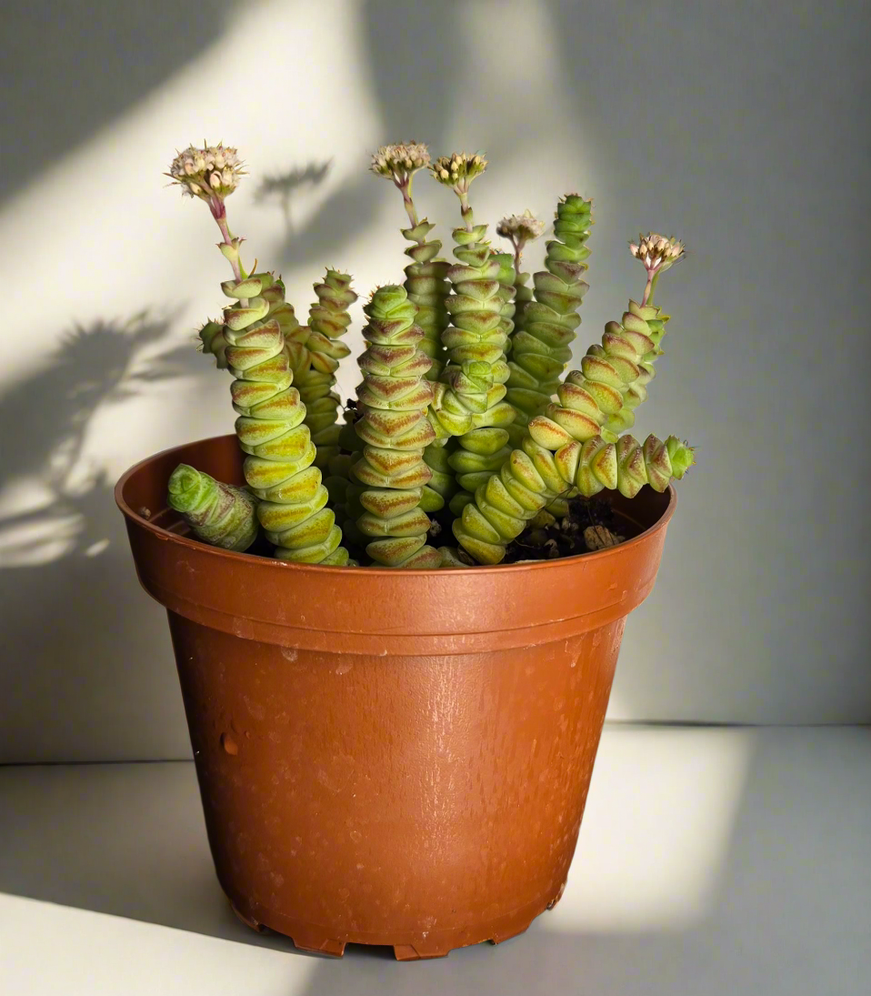 4" Crassula Baby's Necklace