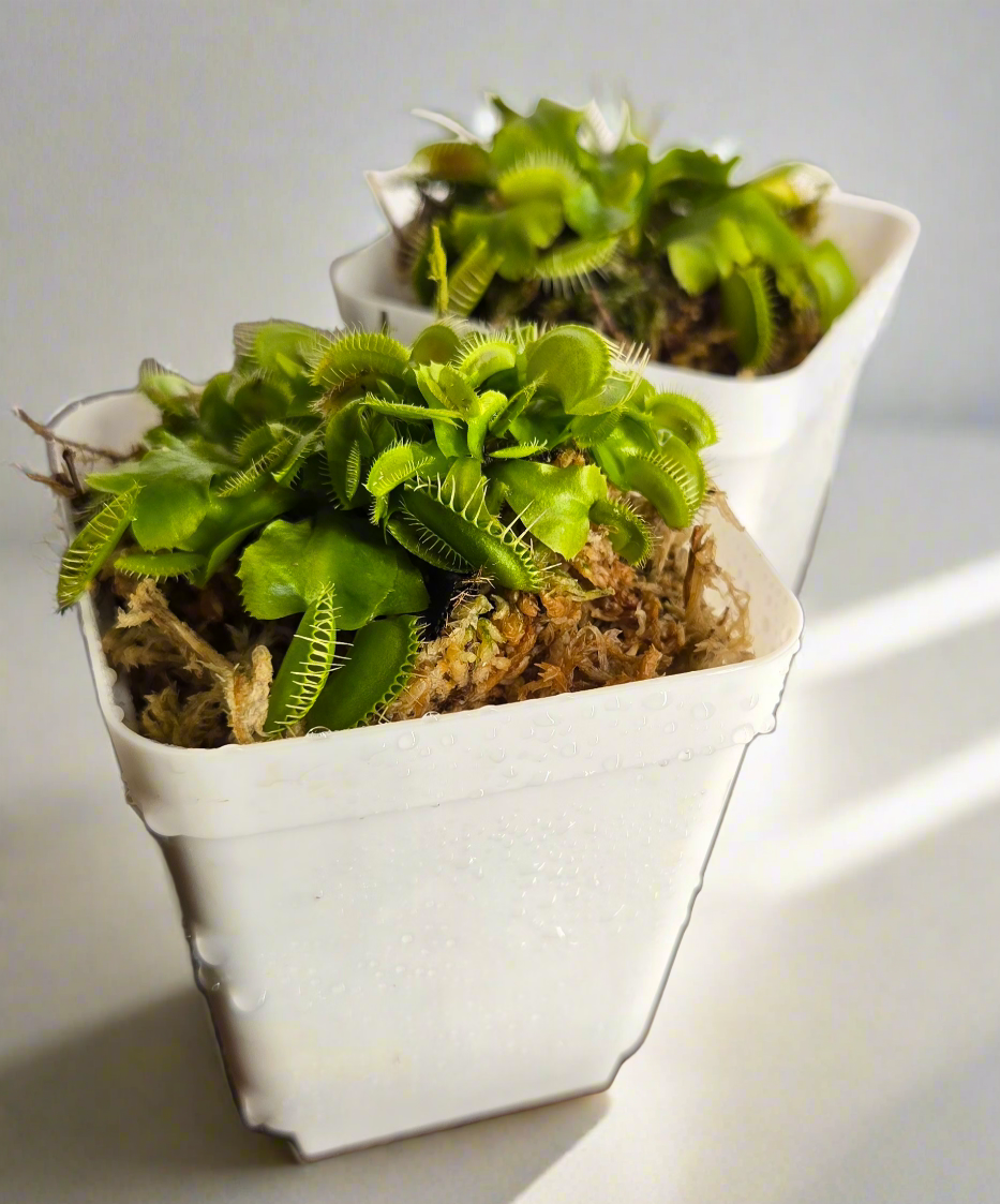 3" Venus Fly Trap