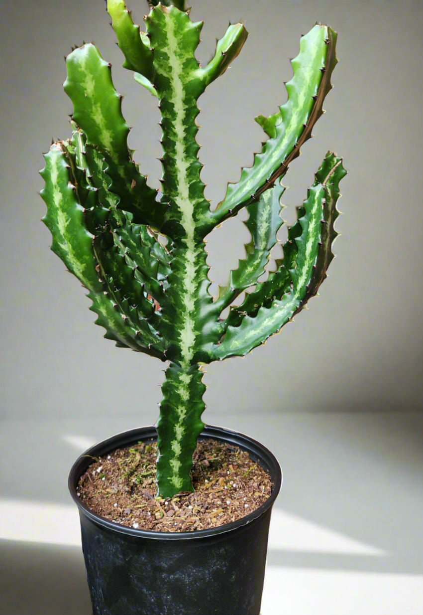 10" Euphorbia Dragon Bone Cactus