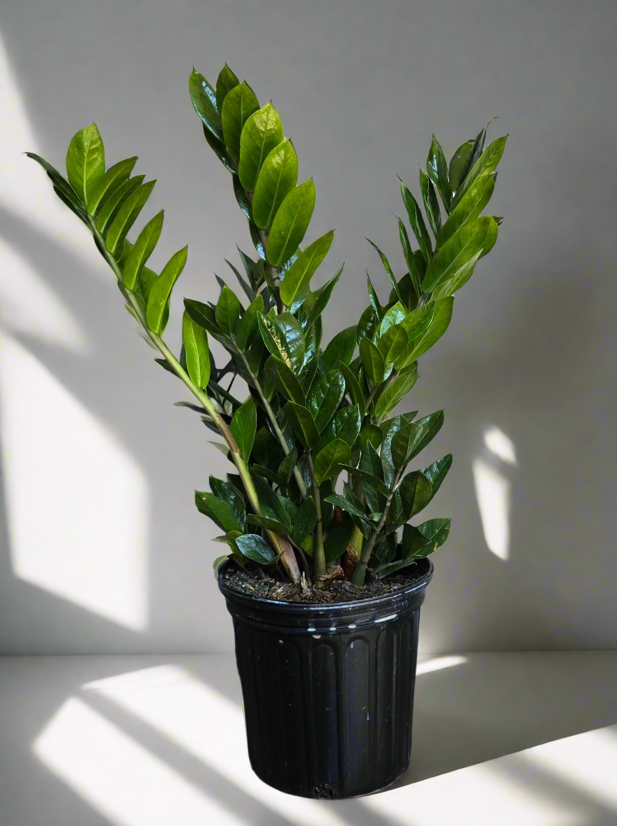 8" Zamioculcas Zamiifolia ZZ