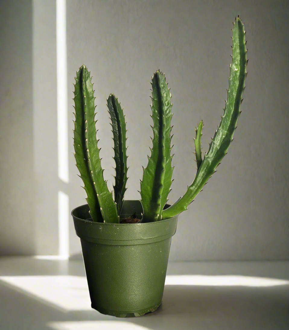 4" Stapelia Gigantea