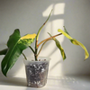 5" Philodendron Variegated Domesticum