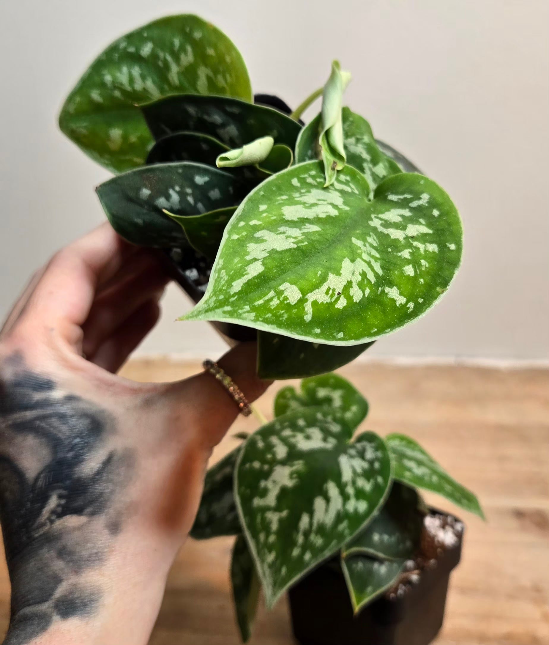 3" Scindapsus Silver Satin