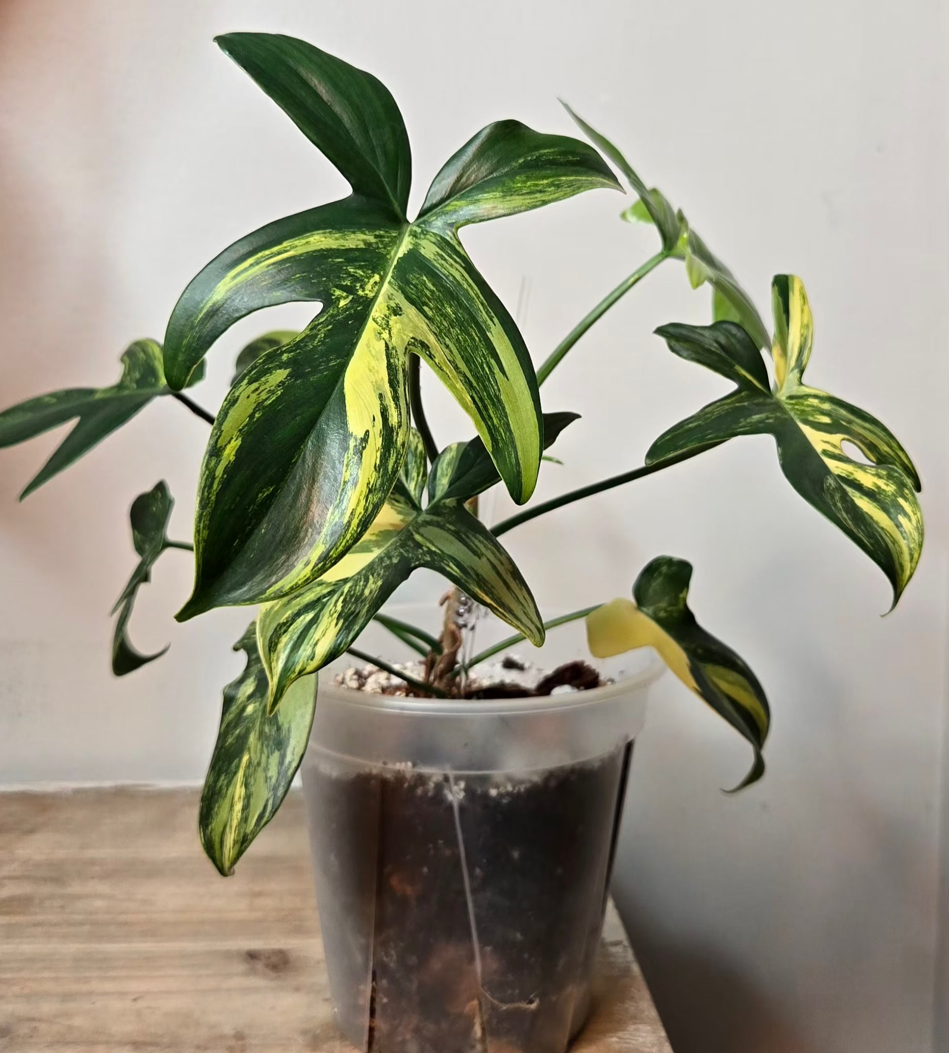Philodendron Variegated Pedatum
